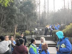 -都江堰中华大熊猫苑