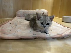 -momokira米努特·德文卷毛猫·棉花面纱犬