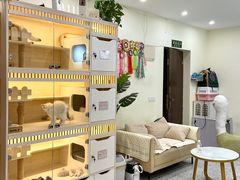 -柚子猫舍·精品猫舍购猫·猫咪认养·购宠·宠物店