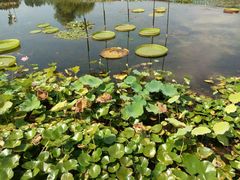 -微山湖红荷湿地景区
