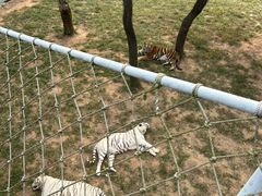 -西霞口神雕山野生动物世界