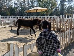 -前小桔亲子创意农场·草莓采摘·露营烧烤