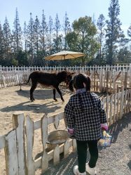 -前小桔亲子创意农场·草莓采摘·露营烧烤