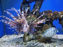 -太平洋海底世界