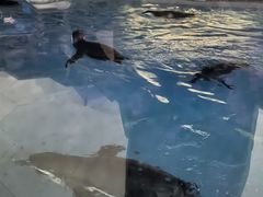 -帝企鹅自助餐厅•儿童岛•真企鹅(长隆企鹅酒店)