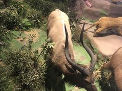 -陕西自然博物馆