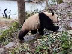 -中国大熊猫保护研究中心雅安碧峰峡基地