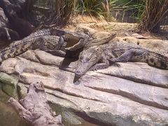 -正佳雨林生态植物园