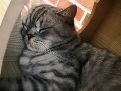 -猫友咖啡店(玉林西路店)