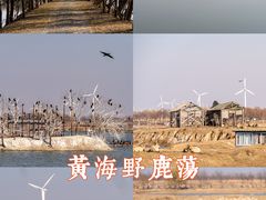 -盐城丹顶鹤湿地生态旅游区