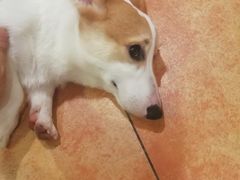 -more than meow吴止猫主题餐厅(承德 中船汇店)