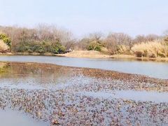 -西溪国家湿地公园