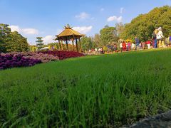 -上海共青森林公园