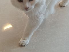 -Catmate·猫肥家润(金润铂宫店)