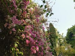 -深圳国际园林花卉博览园