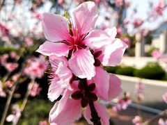 -金陵中学(河西分校)