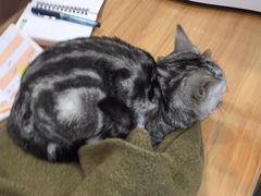 -萌兽医馆·宠物医院·猫骨科(创景店)