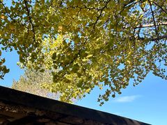 -旅顺留声机博物馆