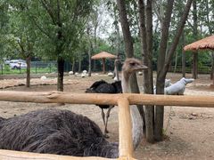 -大连森林动物园
