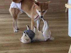 -柴犬小屋·柴餐厅·狗咖食堂(金鼎广场店)