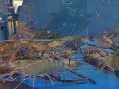 -阿尔法海鲜排档(爱琴海店)