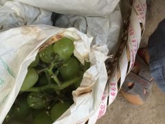 -马陆小张葡萄园农家乐