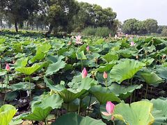 -洪湖生态旅游区