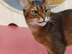 -和它·交个朋友·狗咖猫咖(爱琴海店)