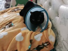 -纳吉亚猫专科动物医院(康都外科中心)