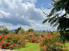-中国科学院西双版纳热带植物园