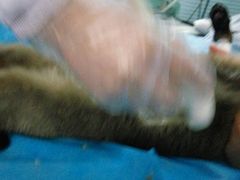 -纳吉亚猫专科动物诊疗中心(蒋宅口分院)