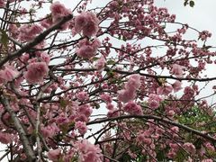-天适樱花悠乐园