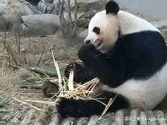 android_upload_pic-柳州市动物园