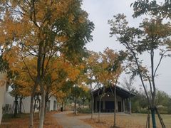 -上海长兴岛郊野公园