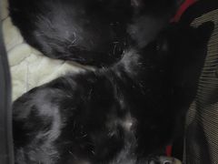 -瑞派长江宠物医院·猫科·外科·24小时夜护(谊城公寓分院)