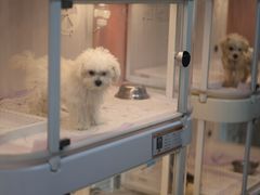 -翊宠yipet猫狗购宠庄园犬舍•猫舍