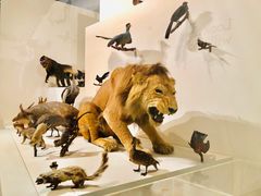 -墨尔本博物馆(Melbourne Museum)