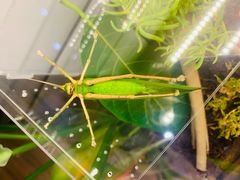 -Rabbit Cafe私房西餐甜点咖啡(栖霞路店)