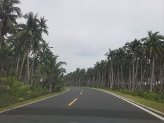 -东郊椰林