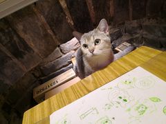 -猫色咖啡·猫咖
