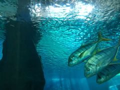 -北戴河圣蓝海洋公园