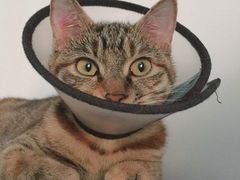 -麦当劳(红旗路店)