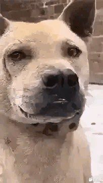 -年记·兴顺斋 牛街清真熟食小吃店