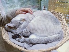 -藏猫猫咖啡主题馆(中央大道店)