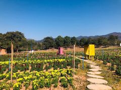 -天适樱花悠乐园