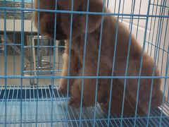 -萌兽医馆·宠物医院·猫骨科(创景店)