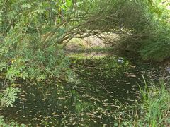 -上海滨江森林公园
