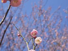 -上海滨江森林公园