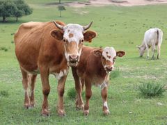 -塞罕坝国家级自然保护区