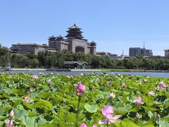 -莲花池公园